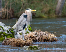 Trinity River Guided Fly Fishing Trips