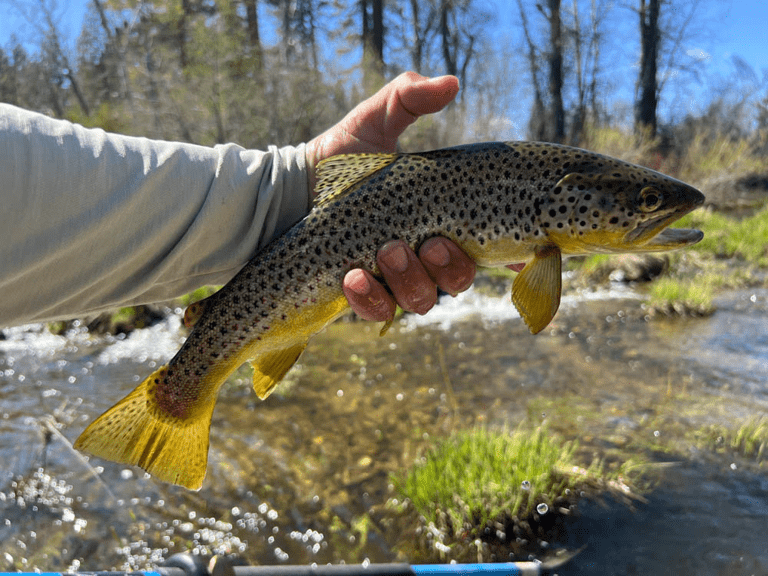 Feather River Fly Fishing and Lake Almanor Fishing Report