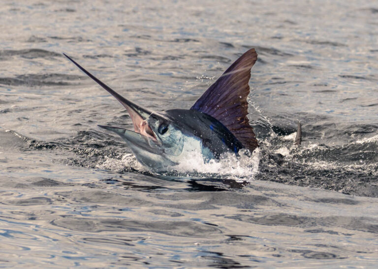 Striped Marlin Mag Bay Taco Fly Co