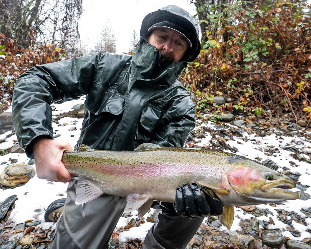 Winter Trinity River Steelhead