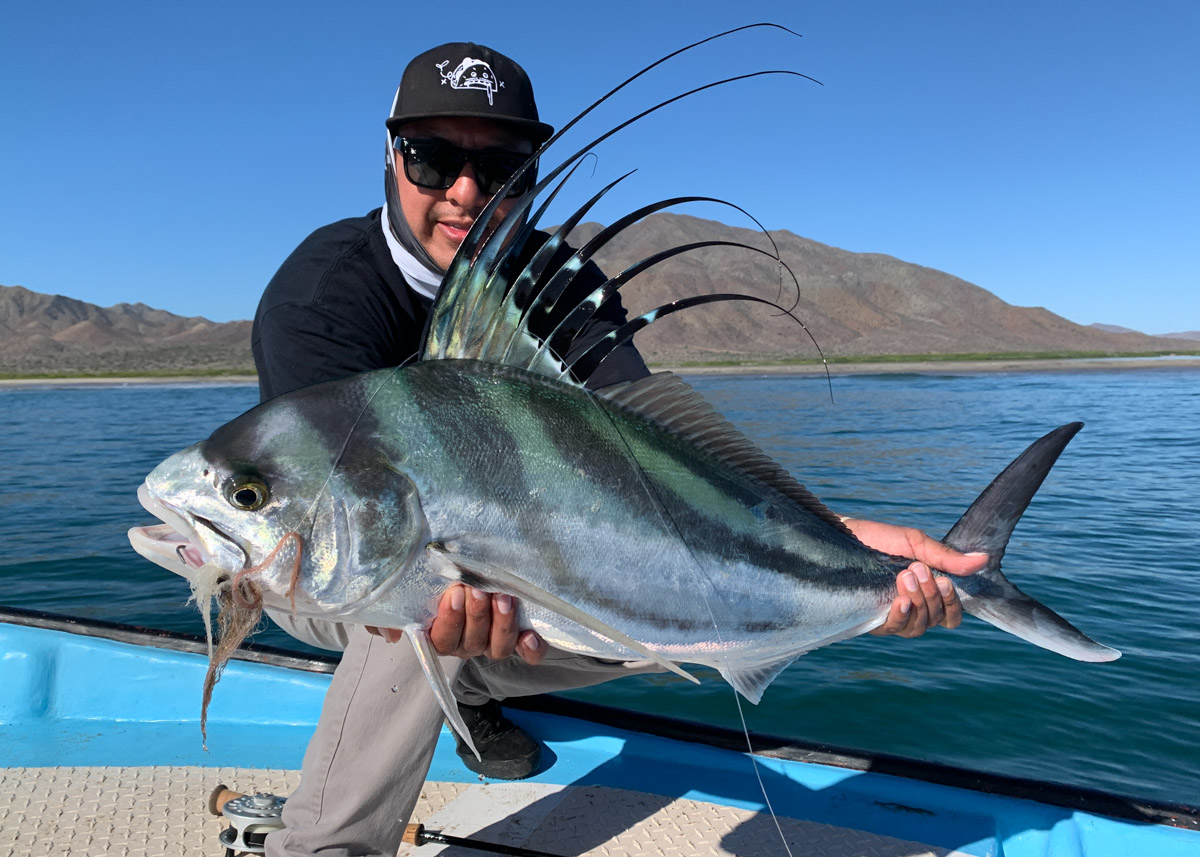 baja rooster fish on the fly