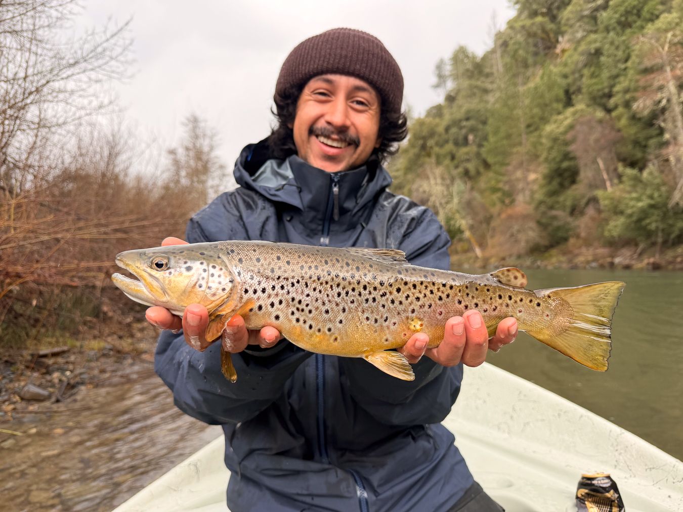 Brown Trout
