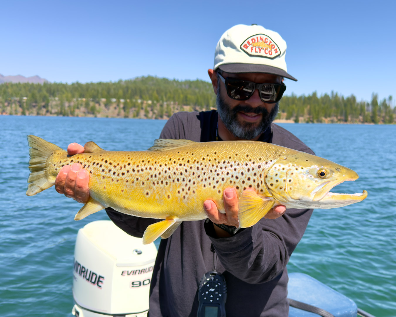 Brown trout