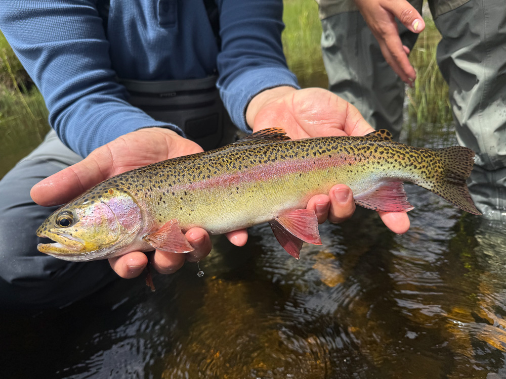 Rainbow Trout Colorful