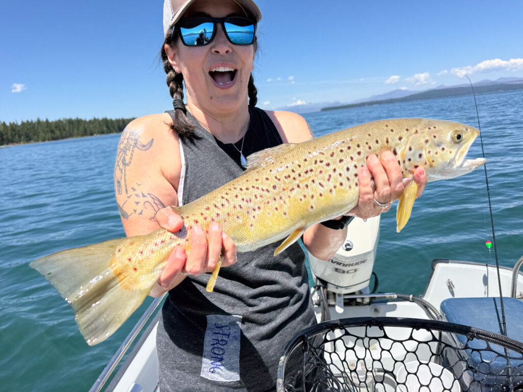Big brown trout